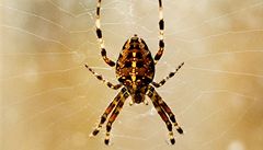Ženy prý mají strach z pavouků zakódovaný v genech 